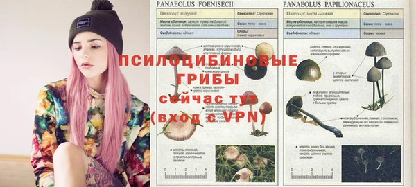 амф Богданович